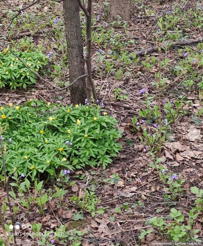 Весна, лес, куклы — Винтажные куклы ГДР (Немки): Бигги