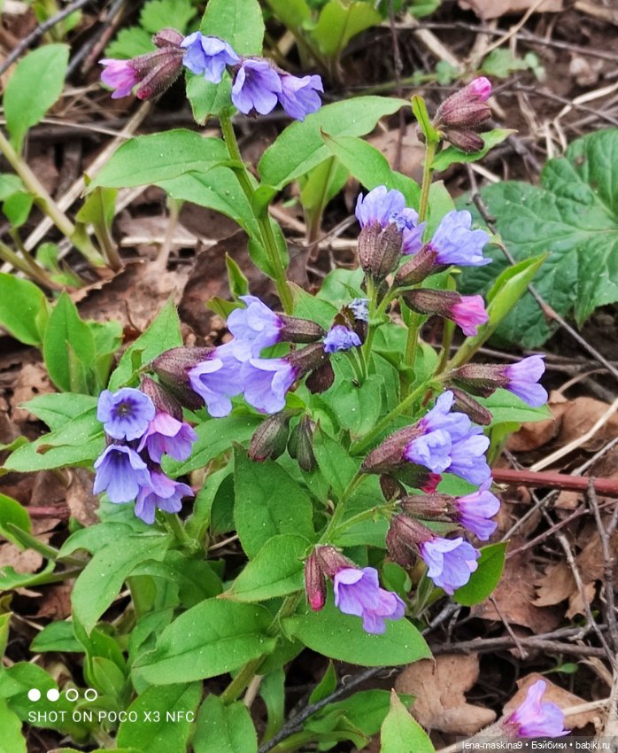 Весна, лес, куклы — Винтажные куклы ГДР (Немки): Бигги