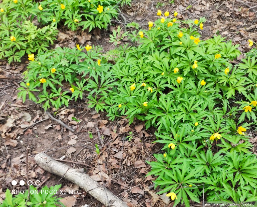 Весна, лес, куклы — Винтажные куклы ГДР (Немки): Бигги (фото 6)