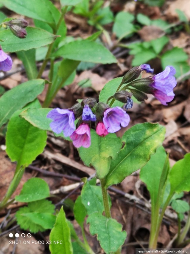 Весна, лес, куклы — Винтажные куклы ГДР (Немки): Бигги