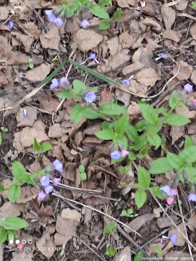 Весна, лес, куклы — Винтажные куклы ГДР (Немки): Бигги