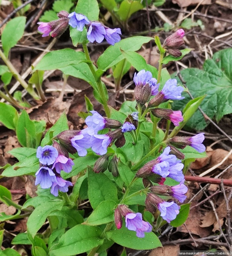 Весна, лес, куклы — Винтажные куклы ГДР (Немки): Бигги