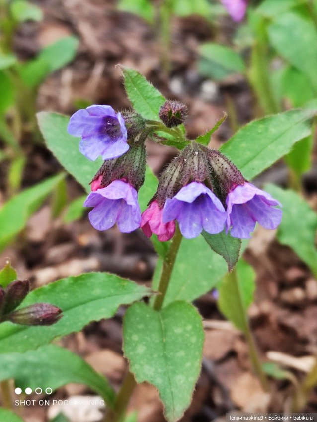 Весна, лес, куклы — Винтажные куклы ГДР (Немки): Бигги (фото 4)