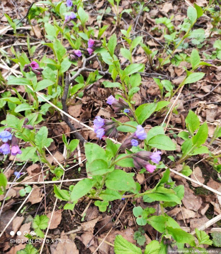 Весна, лес, куклы — Винтажные куклы ГДР (Немки): Бигги (фото 10)