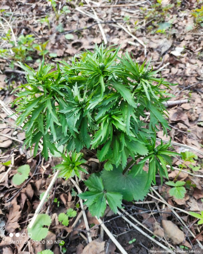 Весна, лес, куклы — Винтажные куклы ГДР (Немки): Бигги