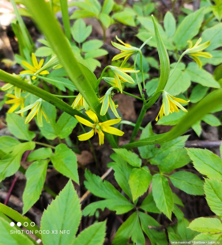 Весна, лес, куклы — Винтажные куклы ГДР (Немки): Бигги