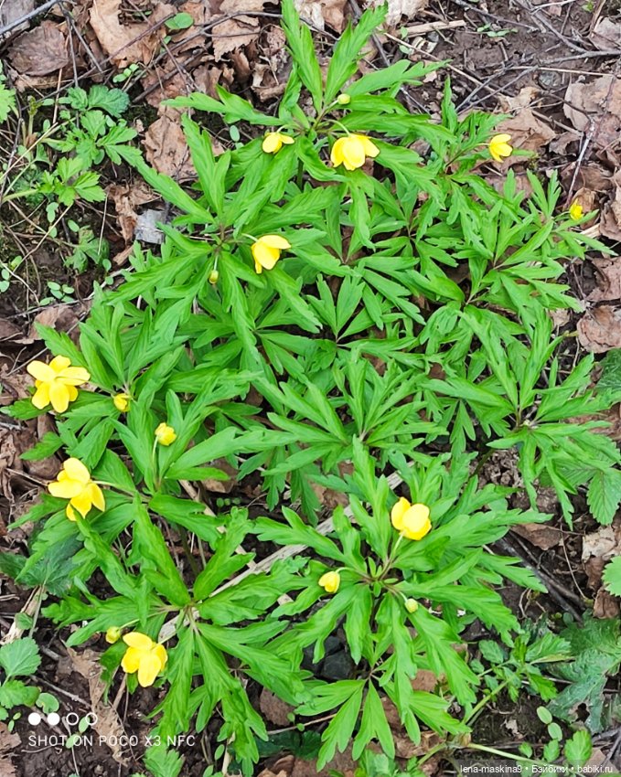 Весна, лес, куклы — Винтажные куклы ГДР (Немки): Бигги