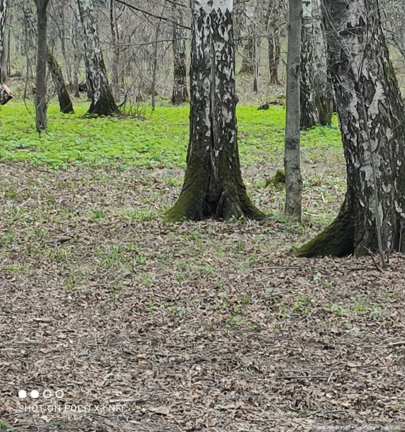 Весна, лес, куклы — Винтажные куклы ГДР (Немки): Бигги