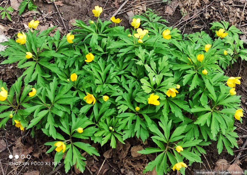 Весна, лес, куклы — Винтажные куклы ГДР (Немки): Бигги