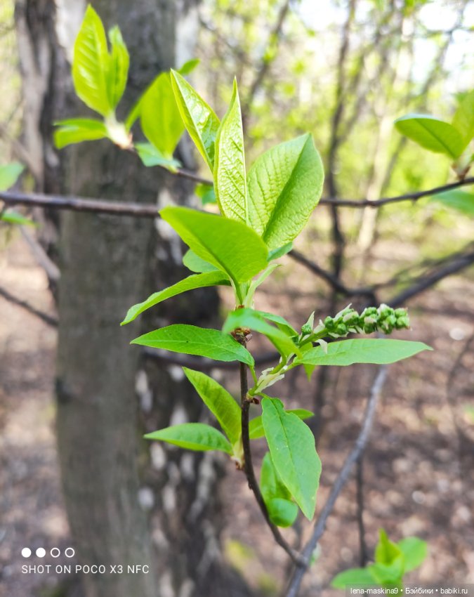 Весна, лес, куклы — Винтажные куклы ГДР (Немки): Бигги