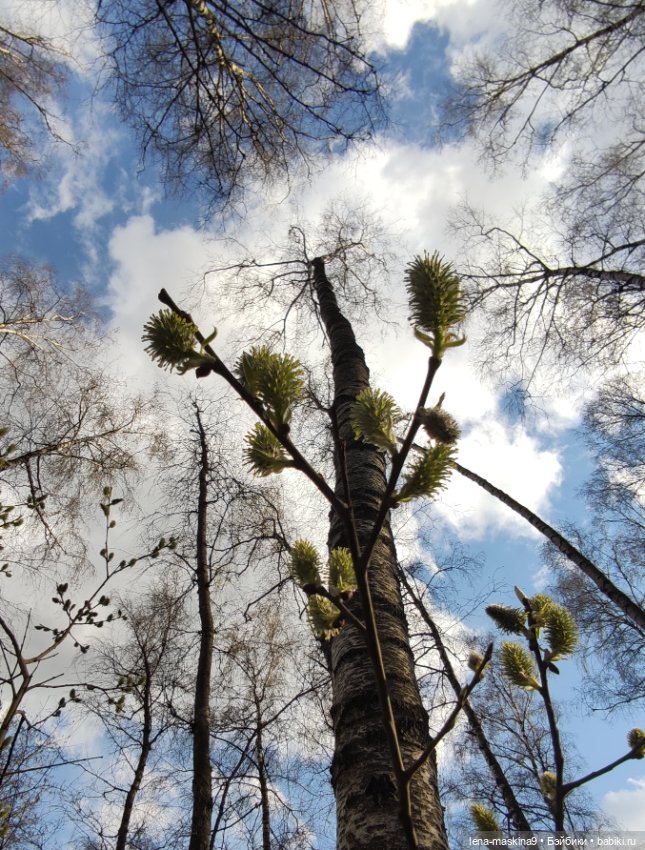 Весна, лес, куклы — Винтажные куклы ГДР (Немки): Бигги