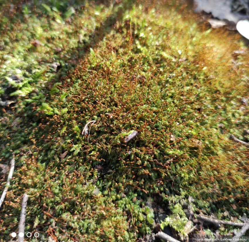 Весна, лес, куклы — Винтажные куклы ГДР (Немки): Бигги