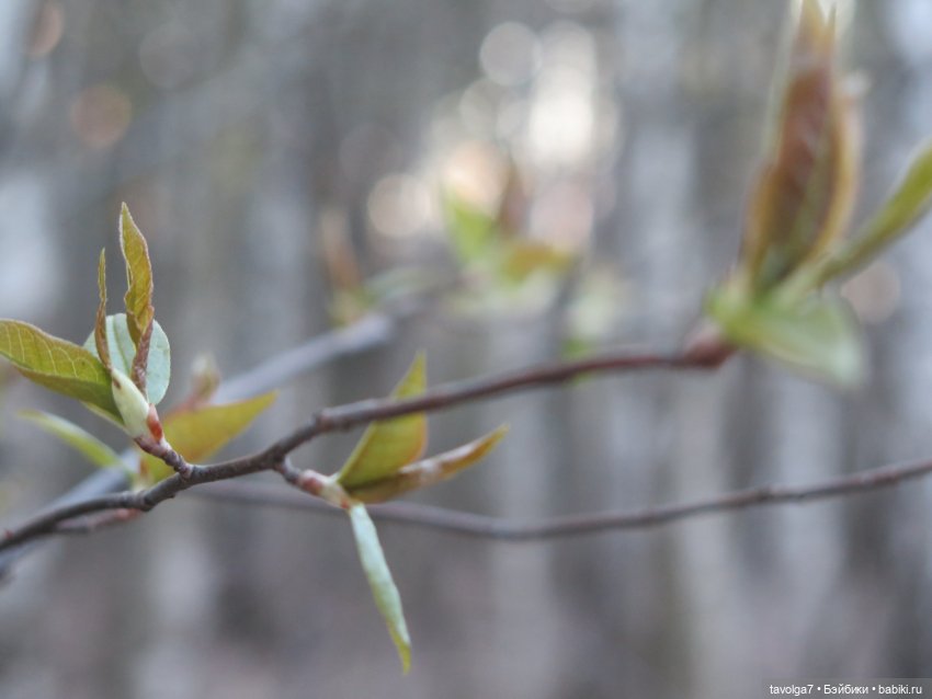 Винтаж и современная девушка 1/12 и весна (фото 4)