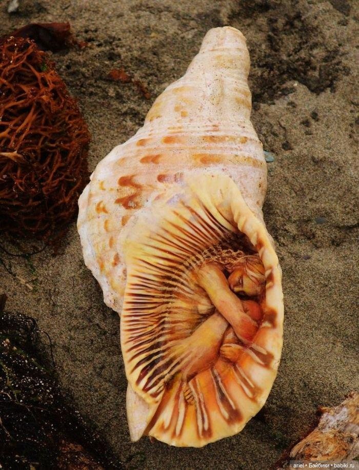 Скульптуры духов природы Дербы Бренье (Debra Bernier) (фото 8)