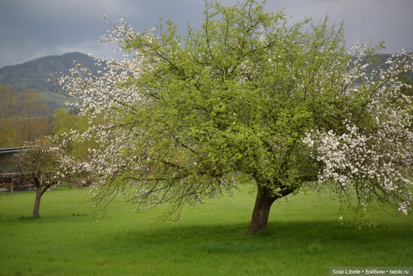 Весна. После дождя — Куклы Ruby Red (Руби Ред) Fashion Friends: Siblies (фото 3)