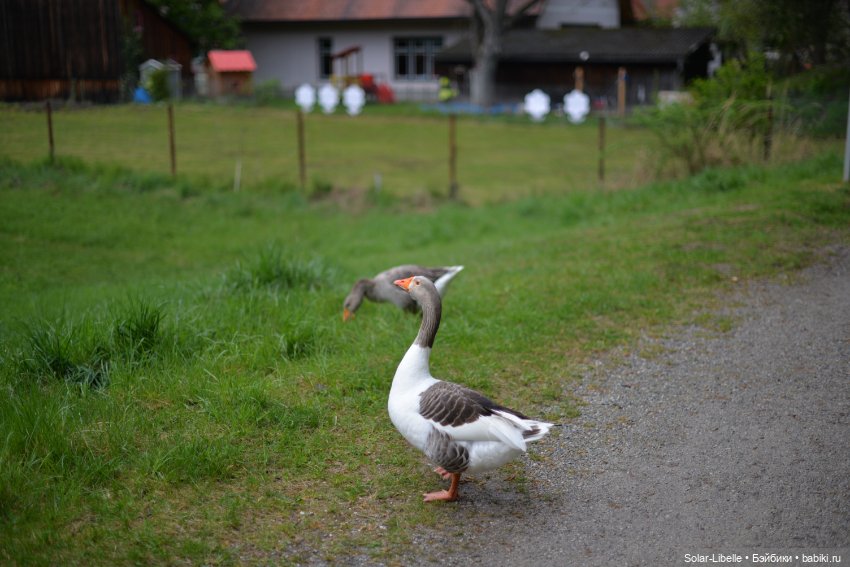 Весна. После дождя — Куклы Ruby Red (Руби Ред) Fashion Friends: Siblies (фото 8)