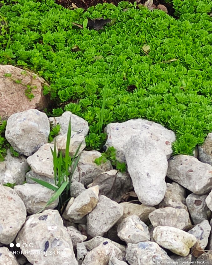 Куклы, весна, цветы — Винтажные куклы ГДР (Немки): Бигги (фото 9)