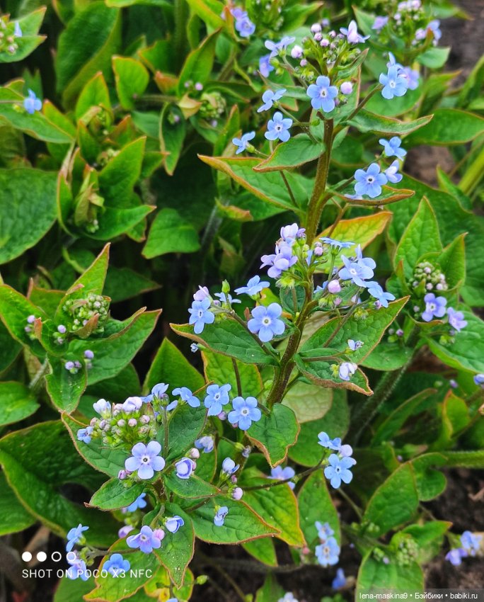 Куклы, весна, цветы — Винтажные куклы ГДР (Немки): Бигги (фото 8)