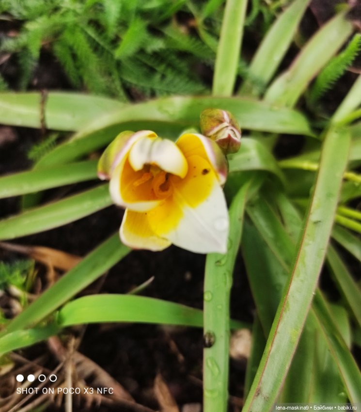 Куклы, весна, цветы — Винтажные куклы ГДР (Немки): Бигги