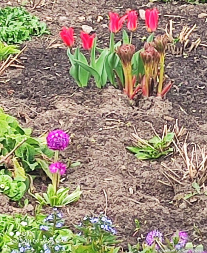 Куклы, весна, цветы — Винтажные куклы ГДР (Немки): Бигги