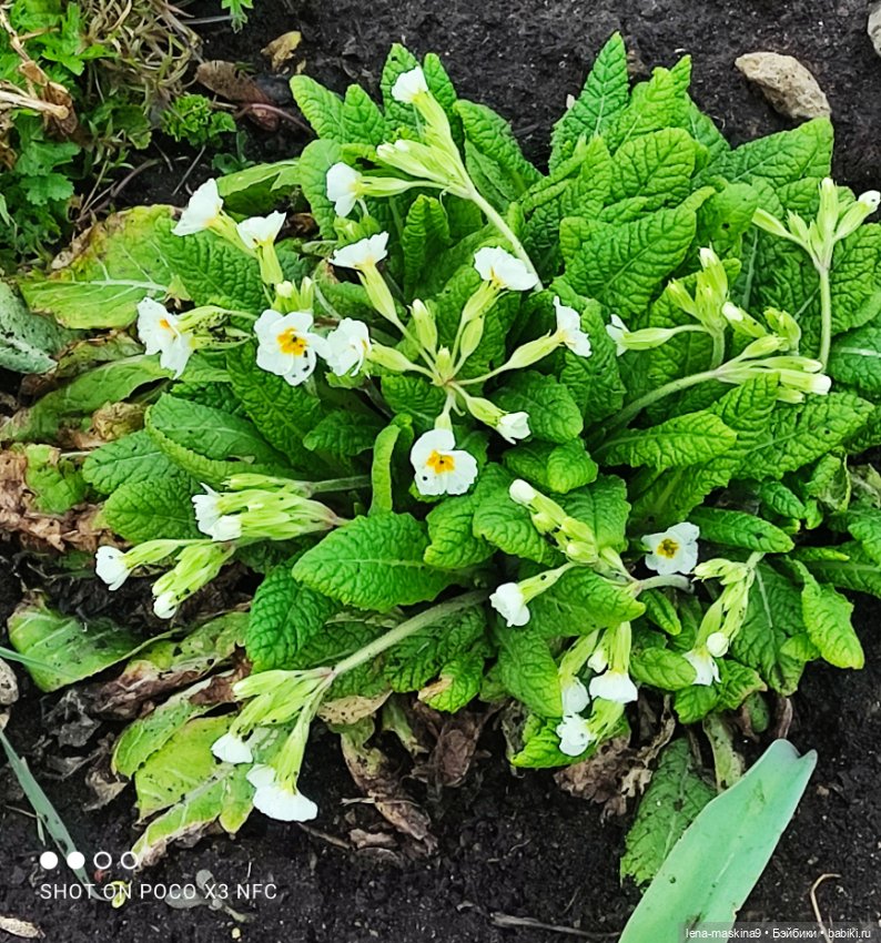 Куклы, весна, цветы — Винтажные куклы ГДР (Немки): Бигги