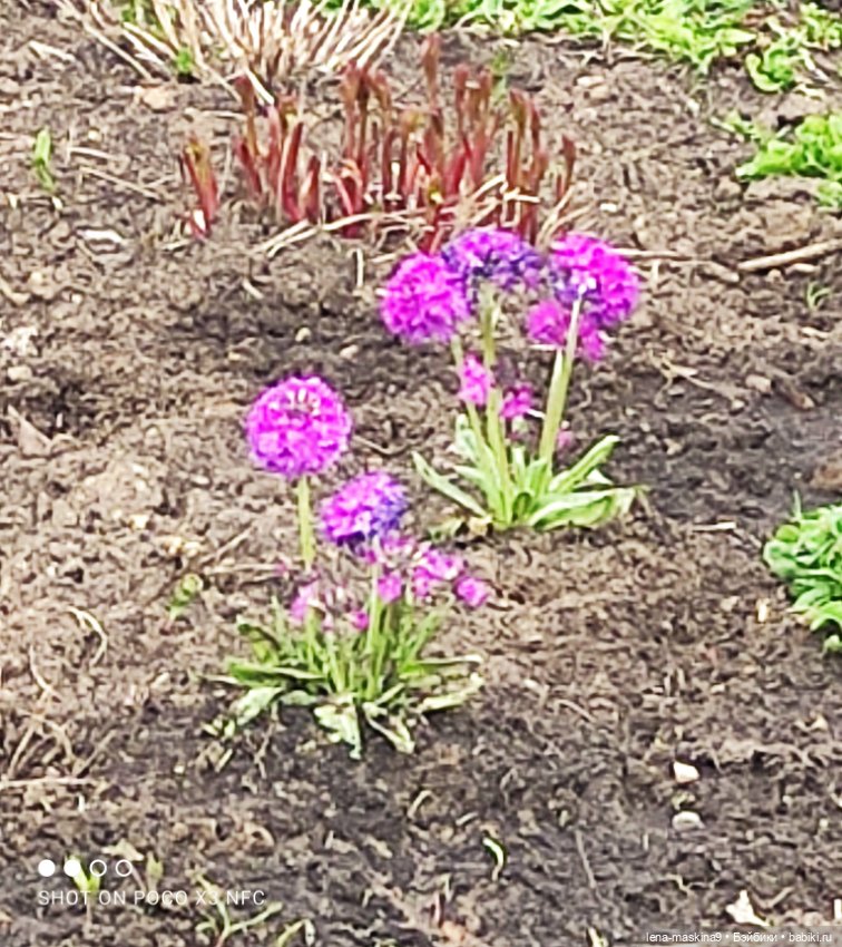 Куклы, весна, цветы — Винтажные куклы ГДР (Немки): Бигги