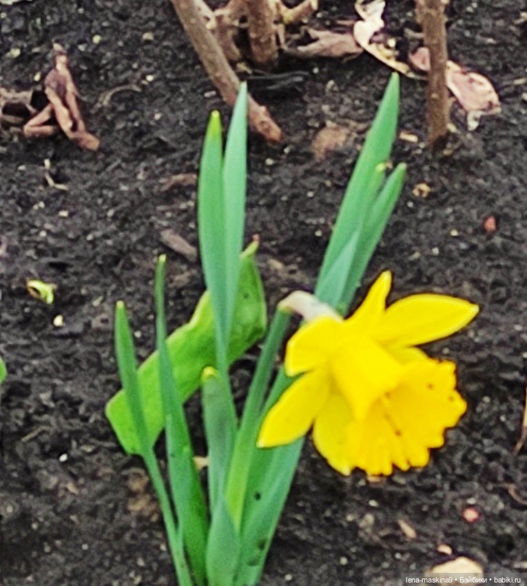 Куклы, весна, цветы — Винтажные куклы ГДР (Немки): Бигги