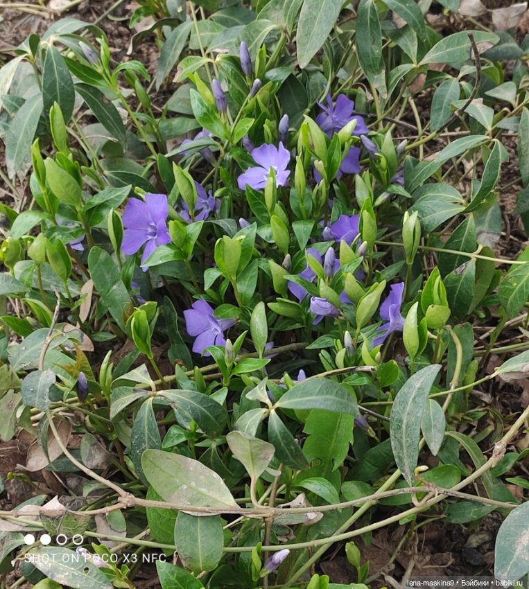 Куклы, весна, цветы — Винтажные куклы ГДР (Немки): Бигги