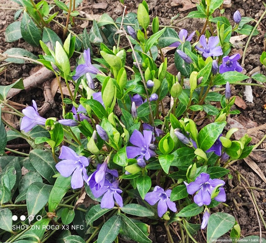 Куклы, весна, цветы — Винтажные куклы ГДР (Немки): Бигги