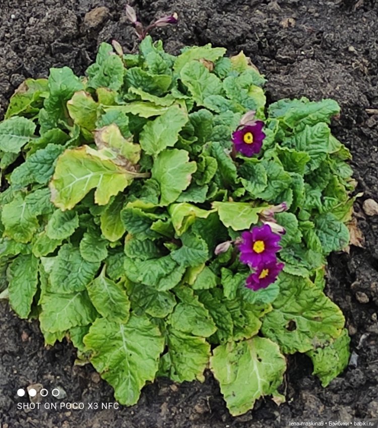 Куклы, весна, цветы — Винтажные куклы ГДР (Немки): Бигги