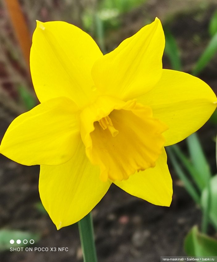 Куклы, весна, цветы — Винтажные куклы ГДР (Немки): Бигги