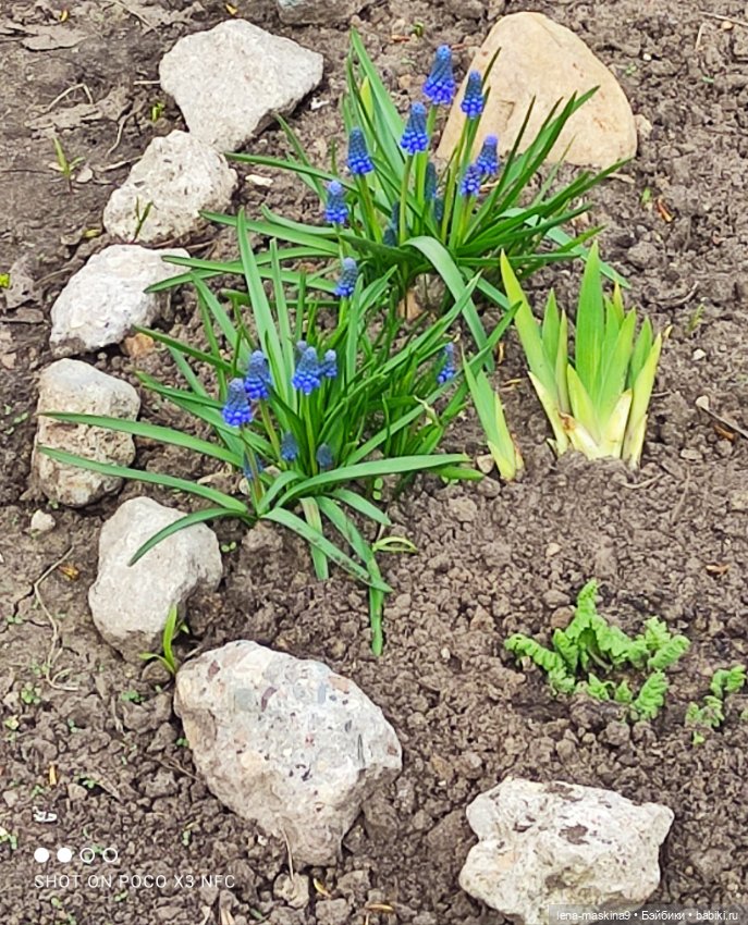 Куклы, весна, цветы — Винтажные куклы ГДР (Немки): Бигги