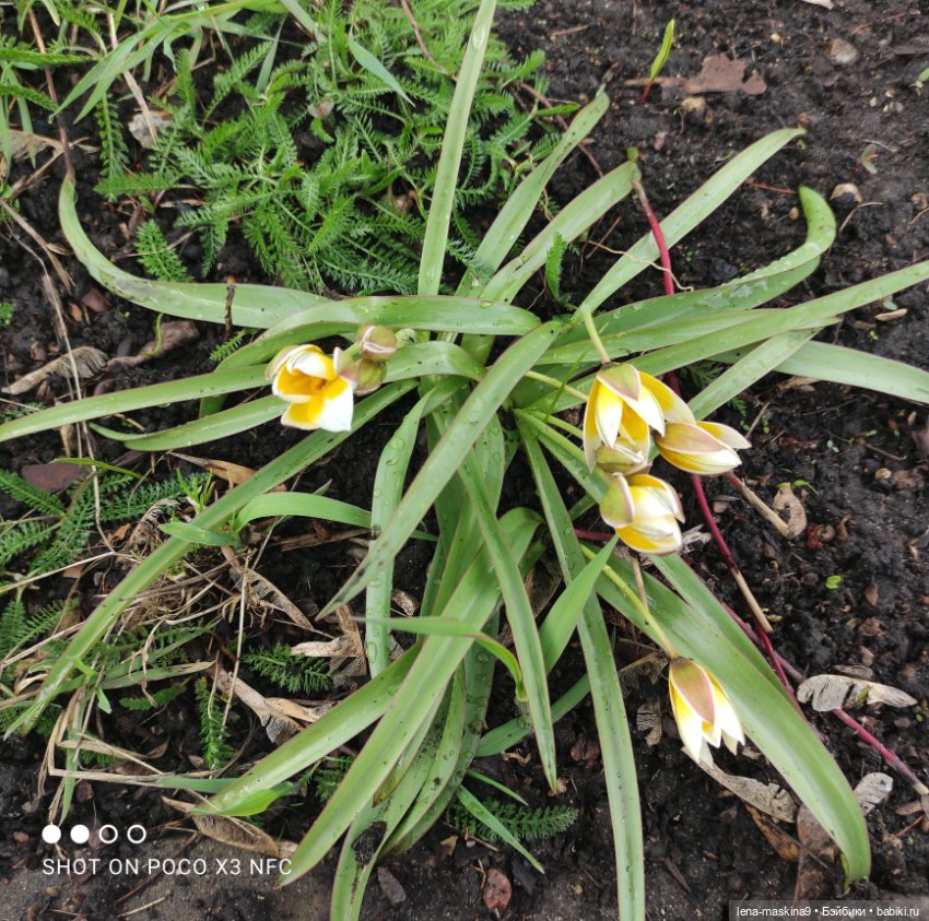 Куклы, весна, цветы — Винтажные куклы ГДР (Немки): Бигги