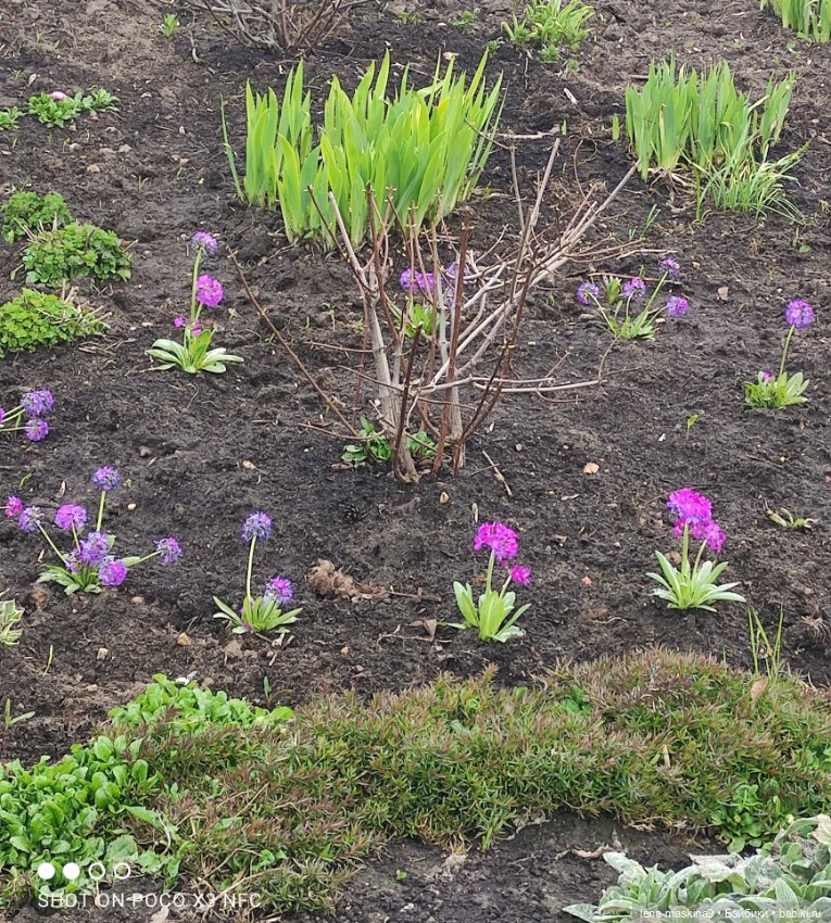 Куклы, весна, цветы — Винтажные куклы ГДР (Немки): Бигги