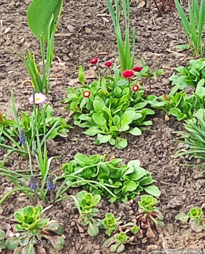 Куклы, весна, цветы — Винтажные куклы ГДР (Немки): Бигги