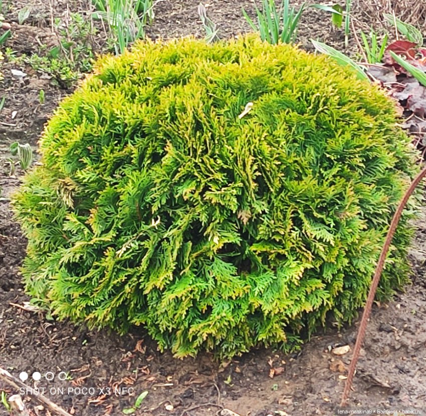 Куклы, весна, цветы — Винтажные куклы ГДР (Немки): Бигги