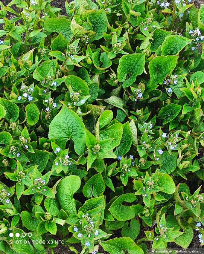 Куклы, весна, цветы — Винтажные куклы ГДР (Немки): Бигги