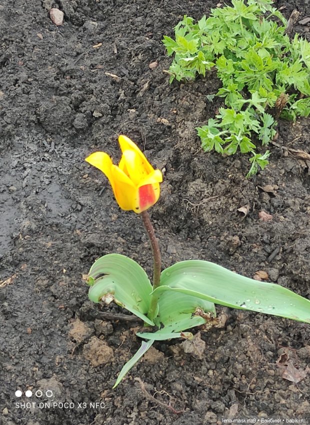 Куклы, весна, цветы — Винтажные куклы ГДР (Немки): Бигги