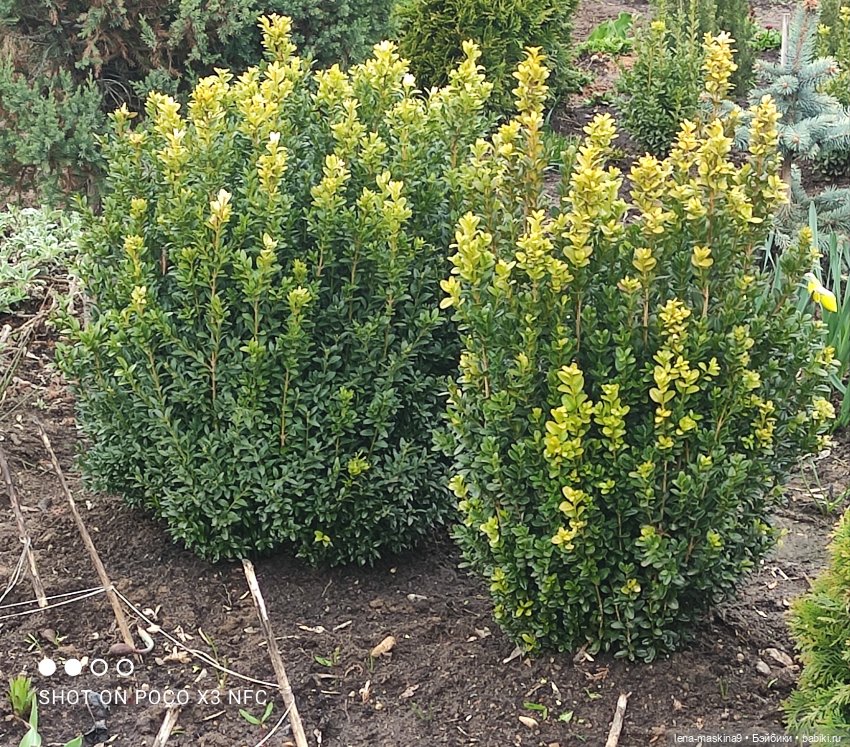 Куклы, весна, цветы — Винтажные куклы ГДР (Немки): Бигги