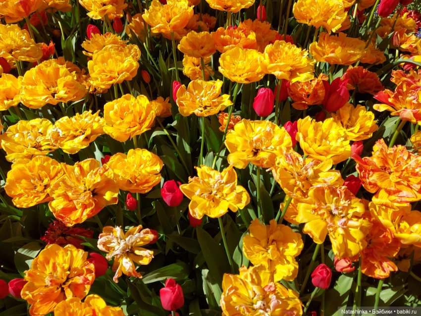 Fashion Dolls 350 — Туризм и путешествия: фотоотчеты из поездок