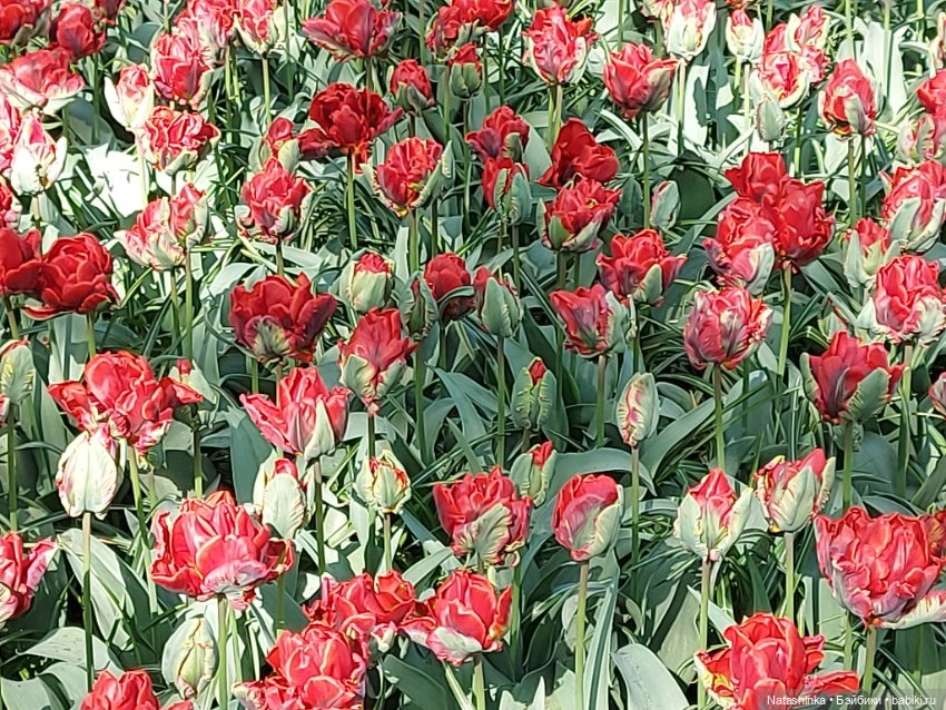 Fashion Dolls 350 — Туризм и путешествия: фотоотчеты из поездок