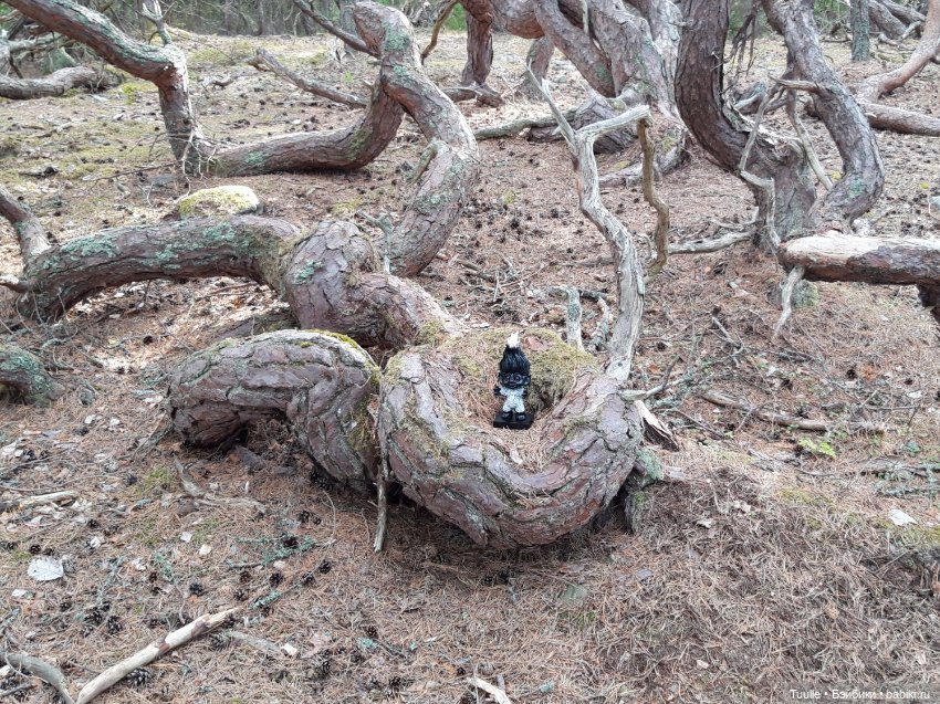 Короткая поездка в Швецию. Тролль на острове Оланд (фото 3)