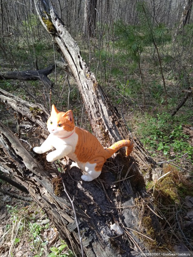 Весенняя прогулка котиков (фото 8)