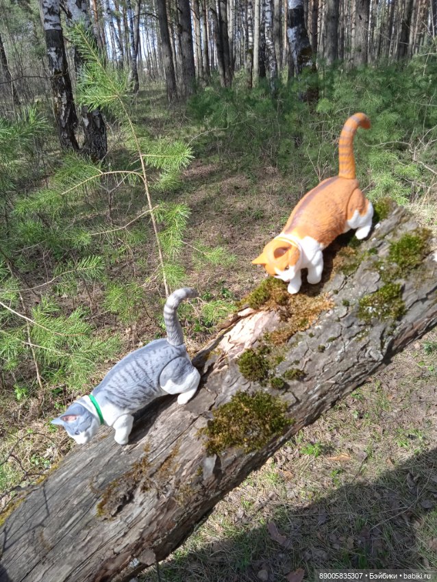 Весенняя прогулка котиков (фото 3)