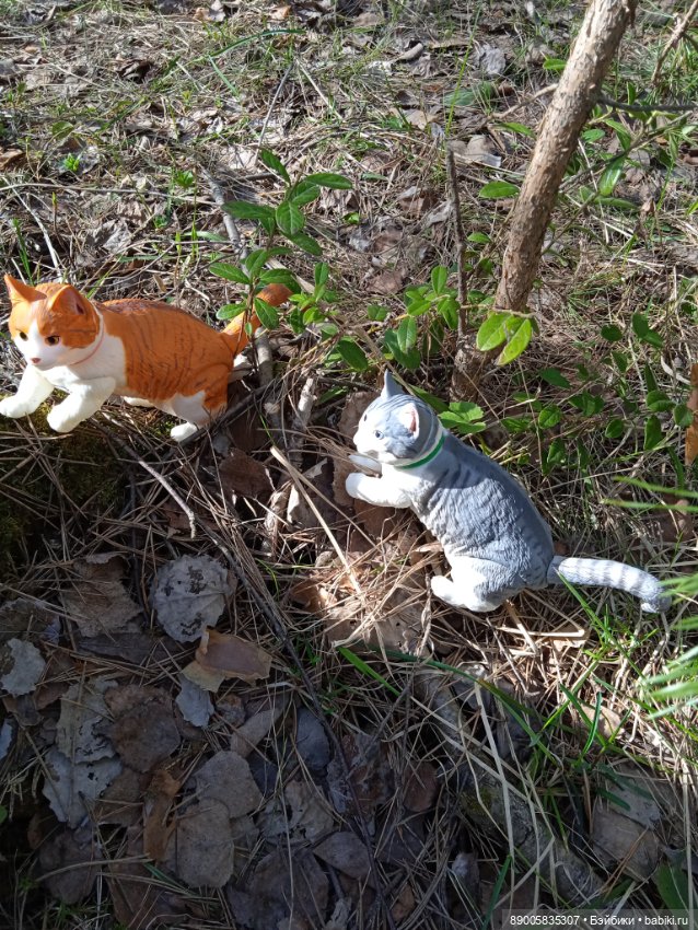 Весенняя прогулка котиков