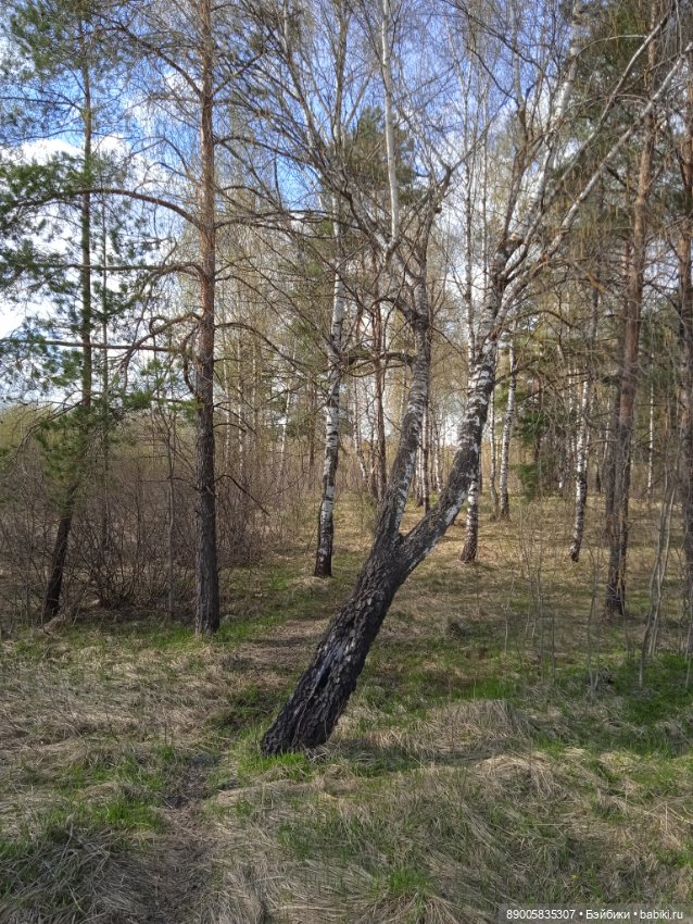 Весенняя прогулка котиков