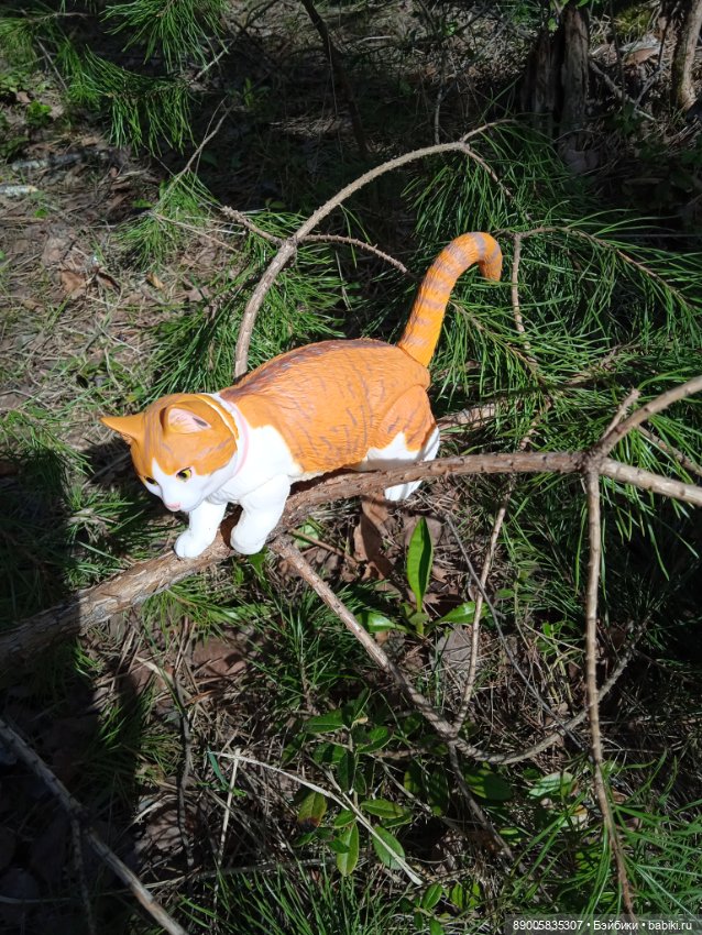 Весенняя прогулка котиков