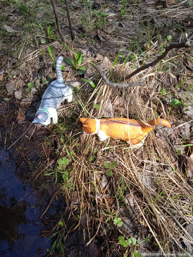 Весенняя прогулка котиков (фото 9)