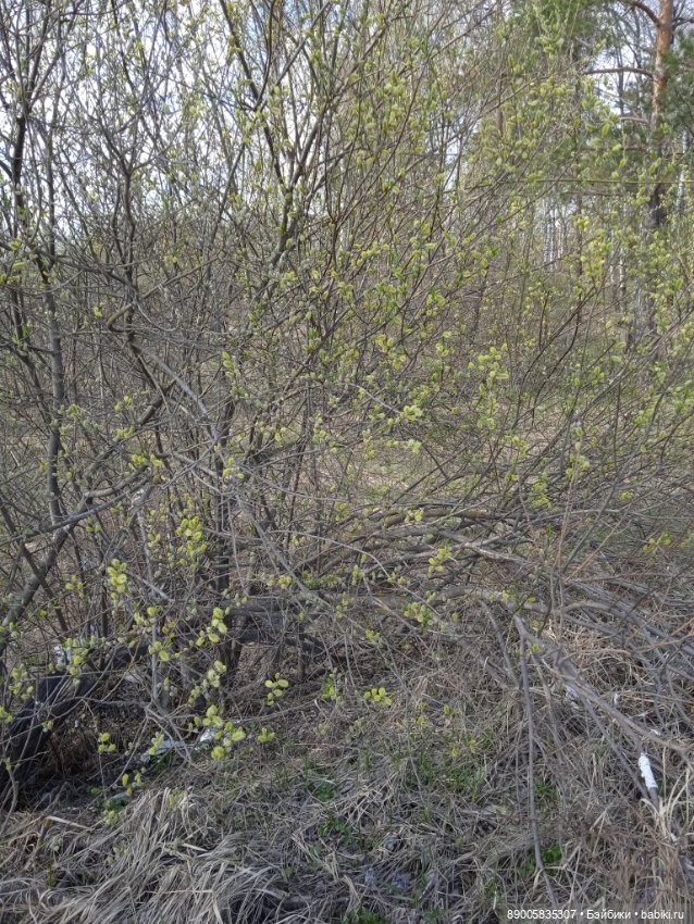 Весенняя прогулка котиков