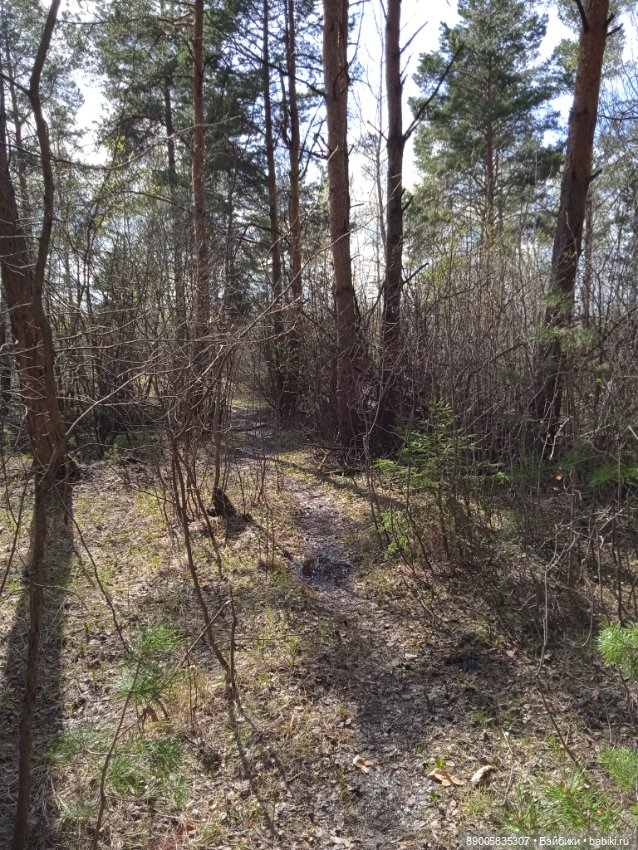 Весенняя прогулка котиков